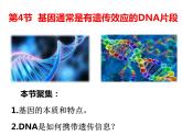 必修2  3.4 基因通常是有遗传效应的DNA片段课件PPT
