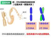 必修2  3.4 基因通常是有遗传效应的DNA片段课件PPT