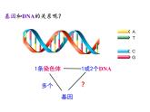 必修2  3.4 基因通常是有遗传效应的DNA片段课件PPT