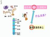 必修2 3.4基因通常是有遗传效应的DNA片段  庞章娜 2023.3.17课件PPT