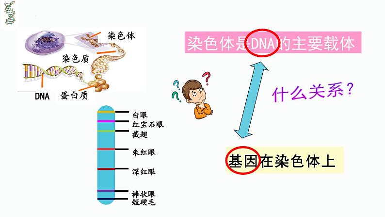 必修2 3.4基因通常是有遗传效应的DNA片段  庞章娜 2023.3.17课件PPT03