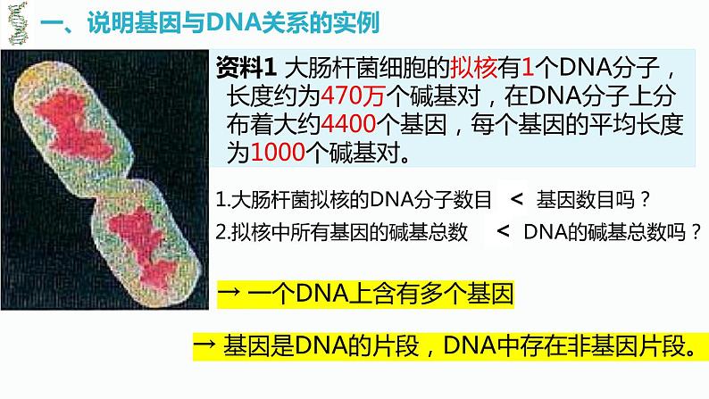 必修2 3.4基因通常是有遗传效应的DNA片段  庞章娜 2023.3.17课件PPT05