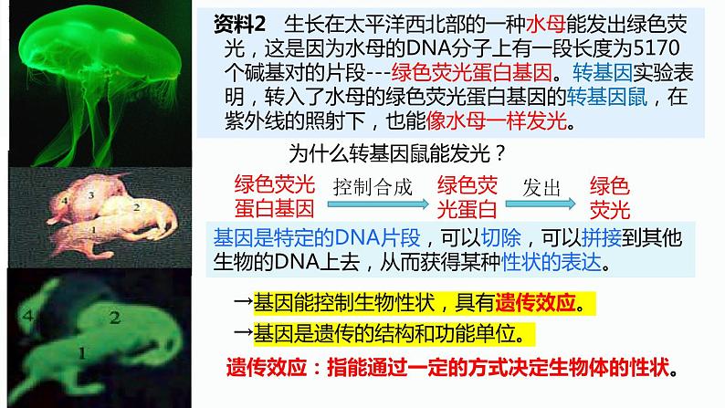 必修2 3.4基因通常是有遗传效应的DNA片段  庞章娜 2023.3.17课件PPT07