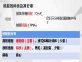 必修一2.5核酸是遗传信息的携带者课件PPT