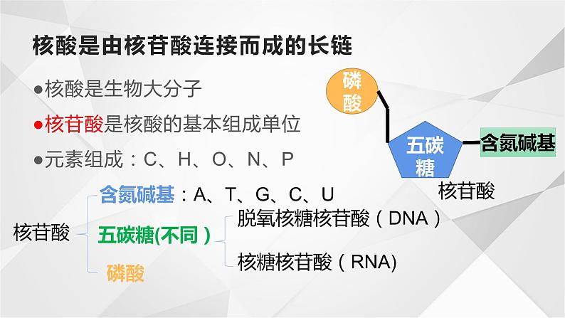 必修一2.5核酸是遗传信息的携带者课件PPT06