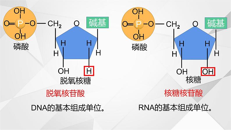 必修一2.5核酸是遗传信息的携带者课件PPT07