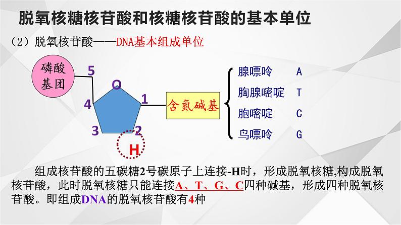 必修一2.5核酸是遗传信息的携带者课件PPT08