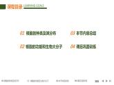 第二章 核酸是遗传信息的携带者 课件-2022-2023学年高一生物人教版必修1