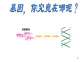基因在染色体上.课件PPT
