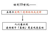 基因在染色体上.课件PPT