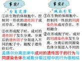 基因在染色体上.课件PPT