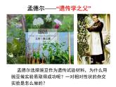 1.1孟德尔的豌豆杂交实验（一）课件-2022-2023学年高一下学期生物人教版（2019）必修2