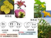 1.1孟德尔的豌豆杂交实验（一）课件-2022-2023学年高一下学期生物人教版（2019）必修2
