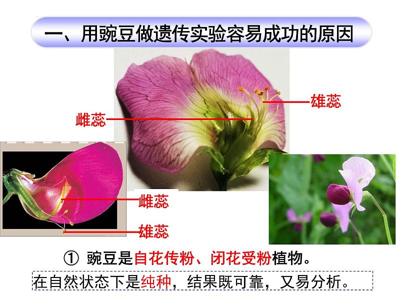 1.1孟德尔的豌豆杂交实验（一）课件-2022-2023学年高一下学期生物人教版（2019）必修2第6页