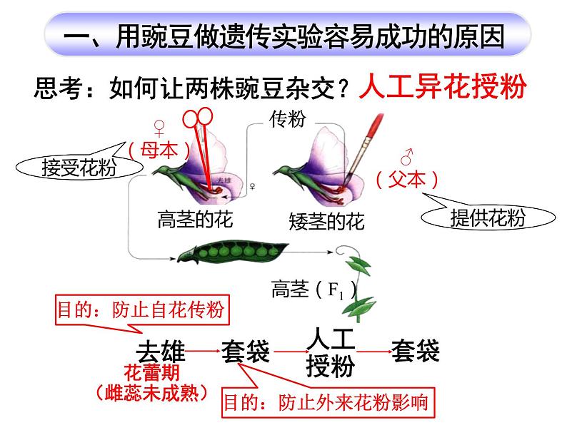 1.1孟德尔的豌豆杂交实验（一）课件-2022-2023学年高一下学期生物人教版（2019）必修2第7页