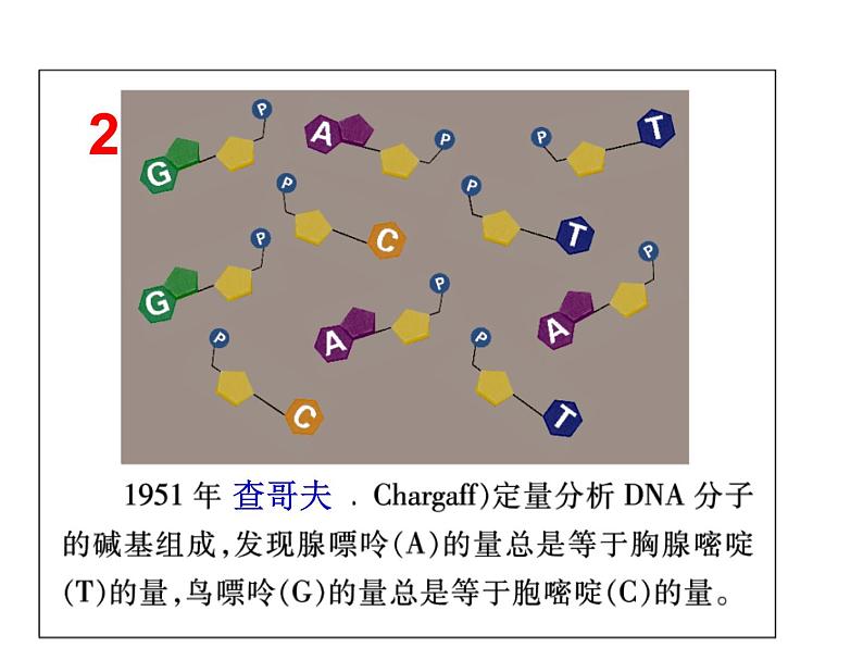 DNA的分子结构课件PPT第5页