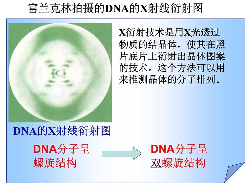 DNA的分子结构课件PPT第7页