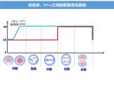 2.1减数分裂和受精作用课件2022-2023学年高一下学期生物人教版必修2