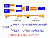 减数分裂和受精作用课件PPT