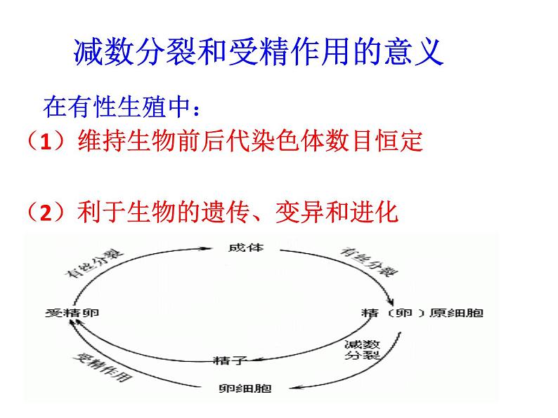 减数分裂和受精作用课件PPT06