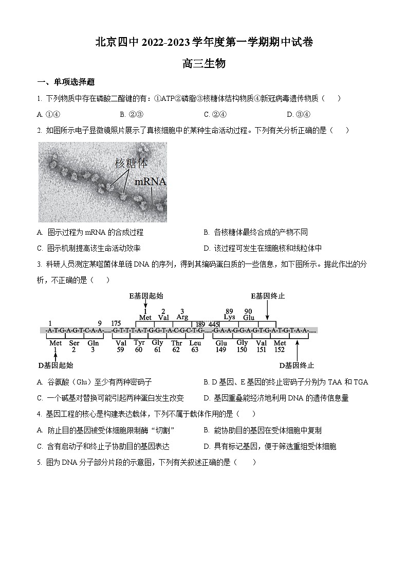 【期中真题】北京市四中2022-2023学年高三上学期期中生物试题01