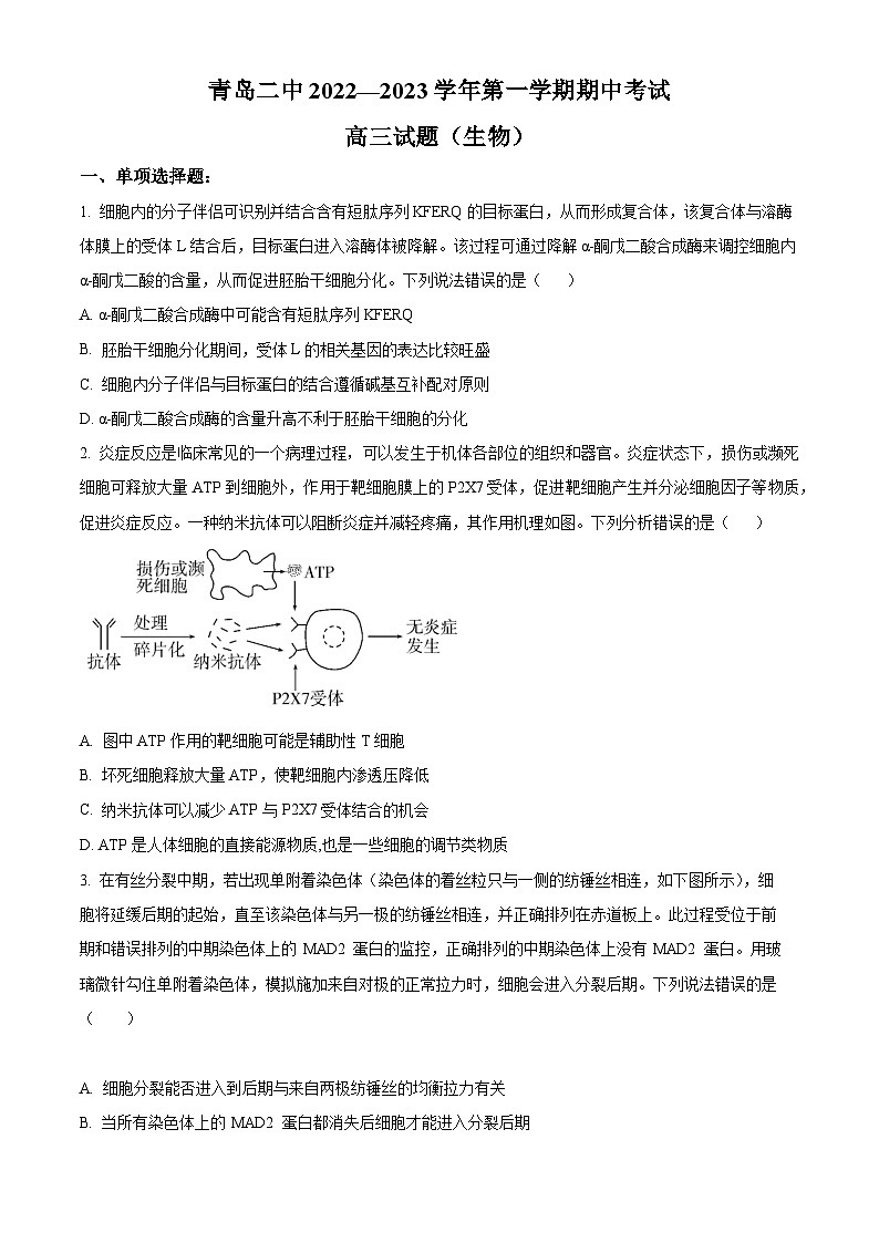 【期中真题】山东省青岛市二中2022-2023学年高三上学期期中生物试题01