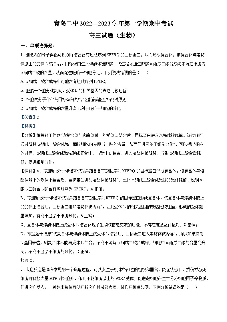 【期中真题】山东省青岛市二中2022-2023学年高三上学期期中生物试题01