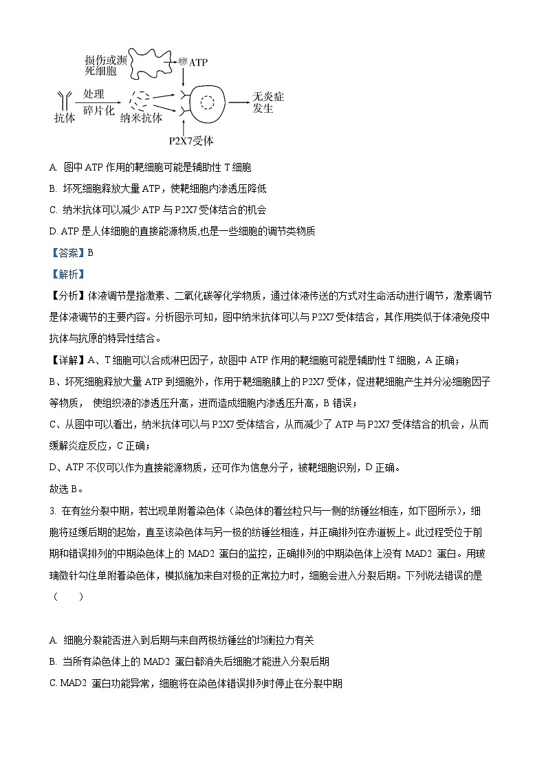 【期中真题】山东省青岛市二中2022-2023学年高三上学期期中生物试题02