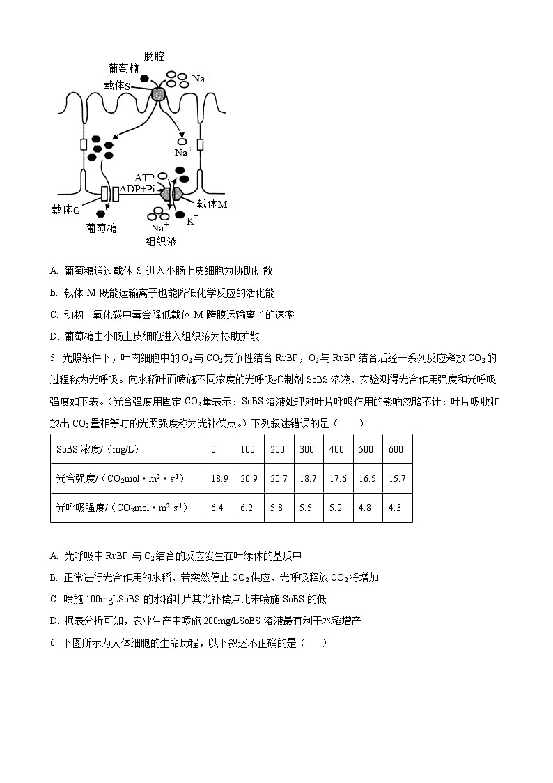 【期中真题】湖南省邵阳市武冈市2022-2023学年高三上学期期中生物试题（原卷版）第2页