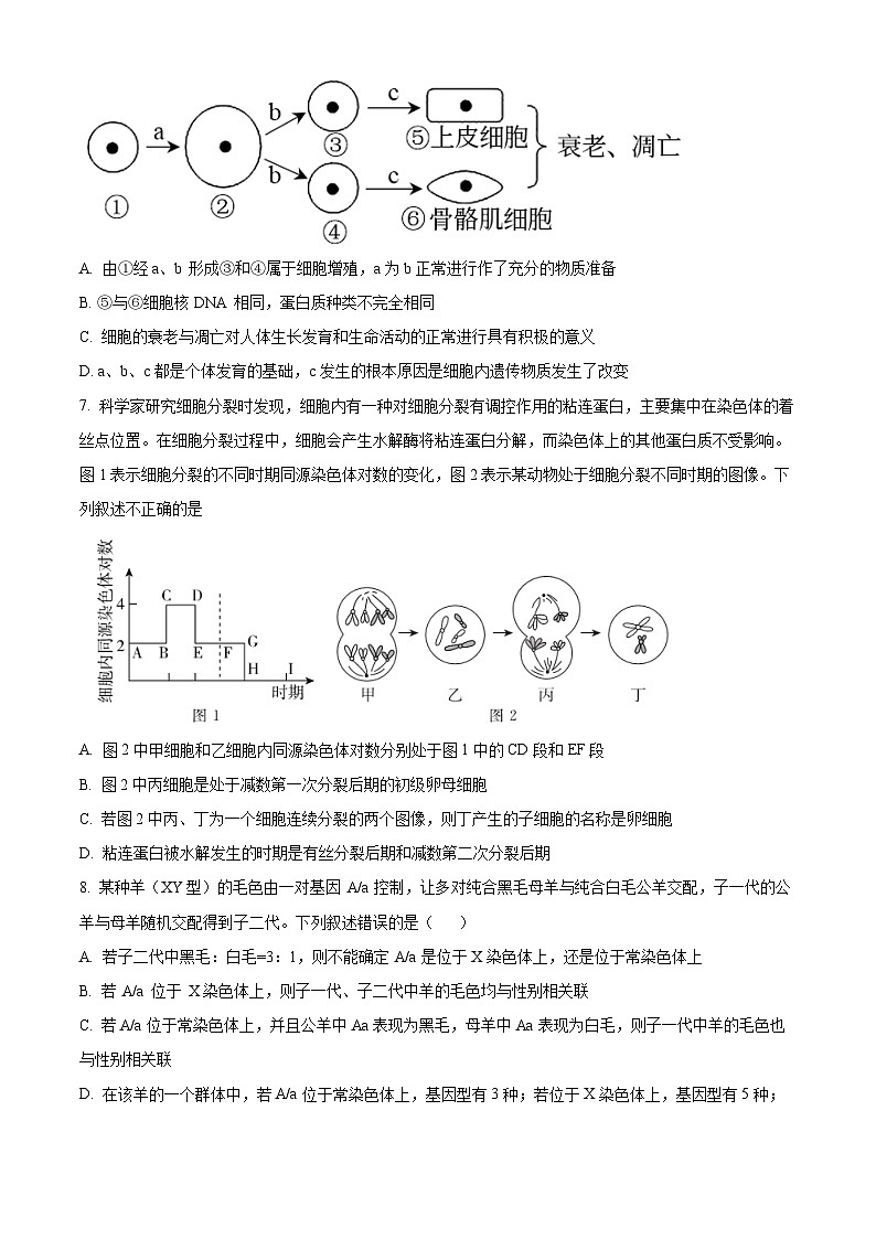 【期中真题】湖南省邵阳市武冈市2022-2023学年高三上学期期中生物试题（原卷版）第3页