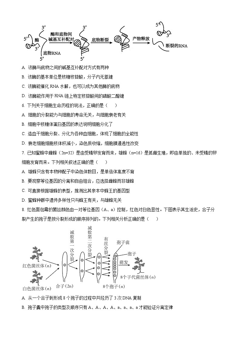 【期中真题】辽宁省本溪市高级中学2022—2023学年高三上学期期中测试生物试题（原卷版）第2页
