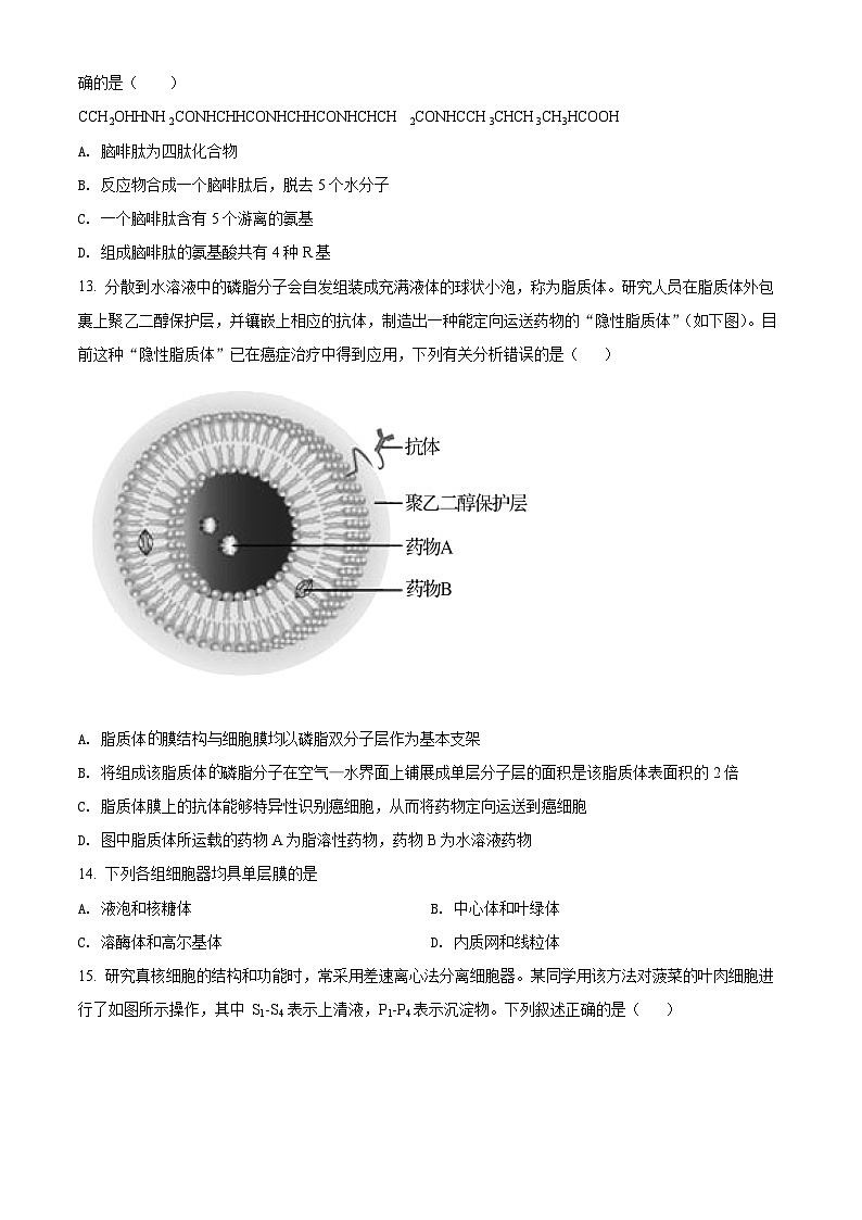 【期中真题】湖南省湖南师范大学附中高一上学期期中生物试题03