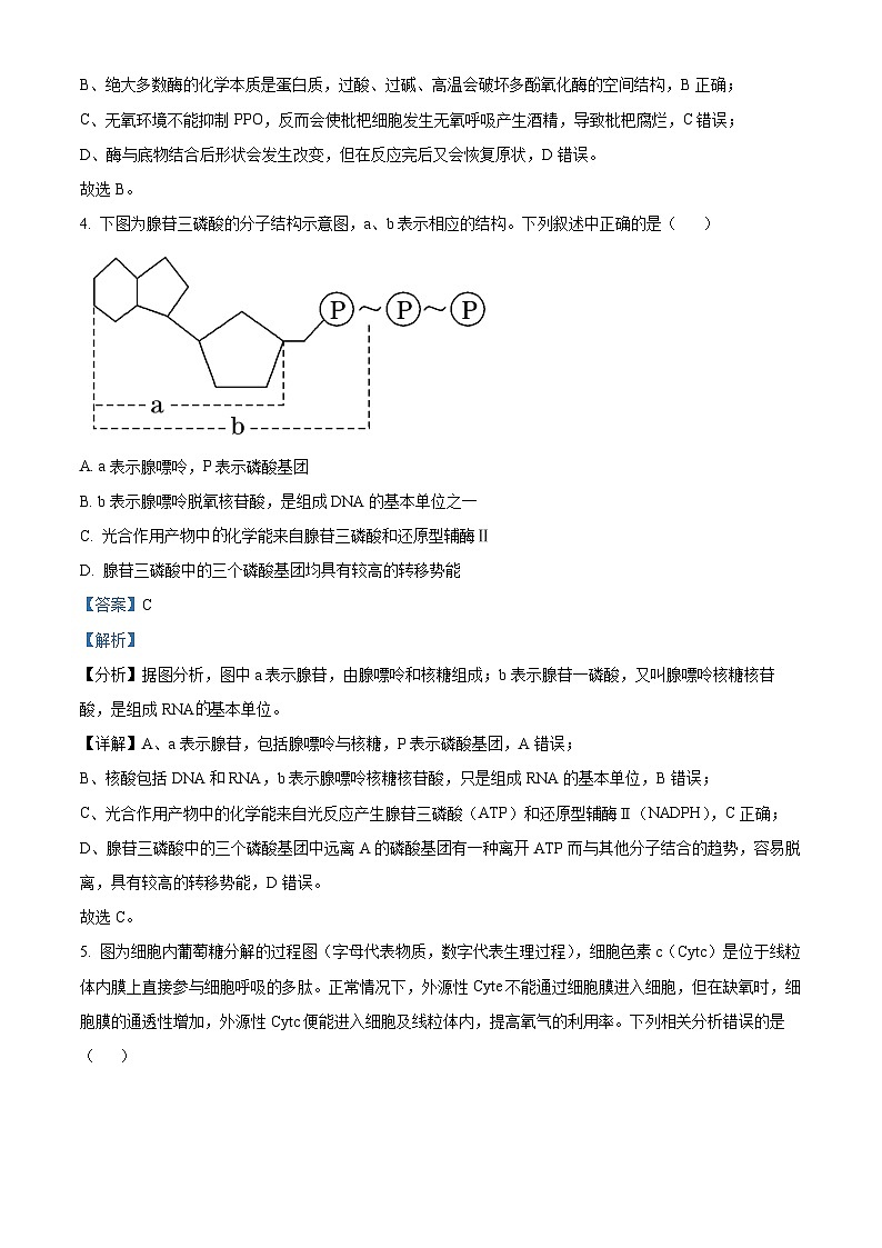 辽宁省重点高中沈阳市郊联体2023-2024学年高三上学期10月月考生物答案第3页