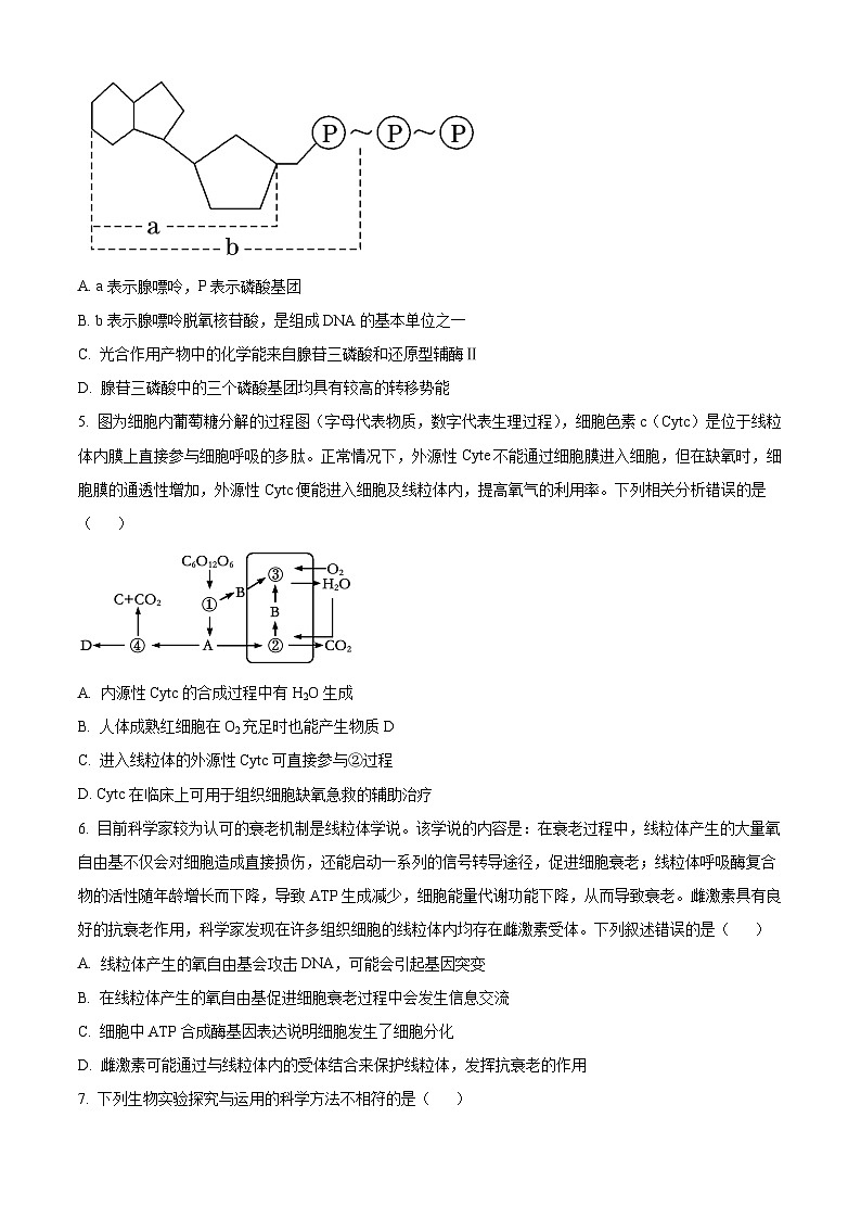辽宁省重点高中沈阳市郊联体2023-2024学年高三上学期10月月考生物第2页