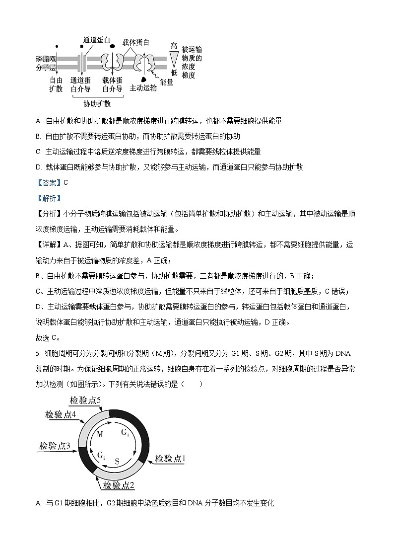 广东省揭阳市惠来县一中2023-2024学年高三生物上学期第二次月考试题（Word版附解析）第3页