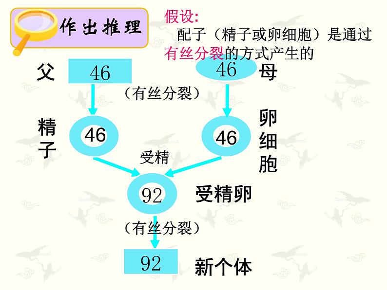 2.1 减数分裂和受精作用课件PPT第2页