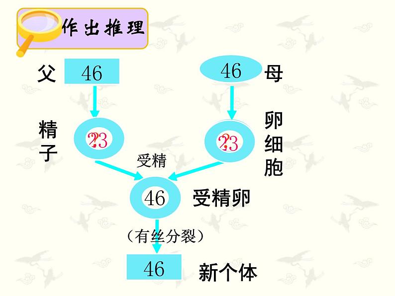 2.1 减数分裂和受精作用课件PPT第3页