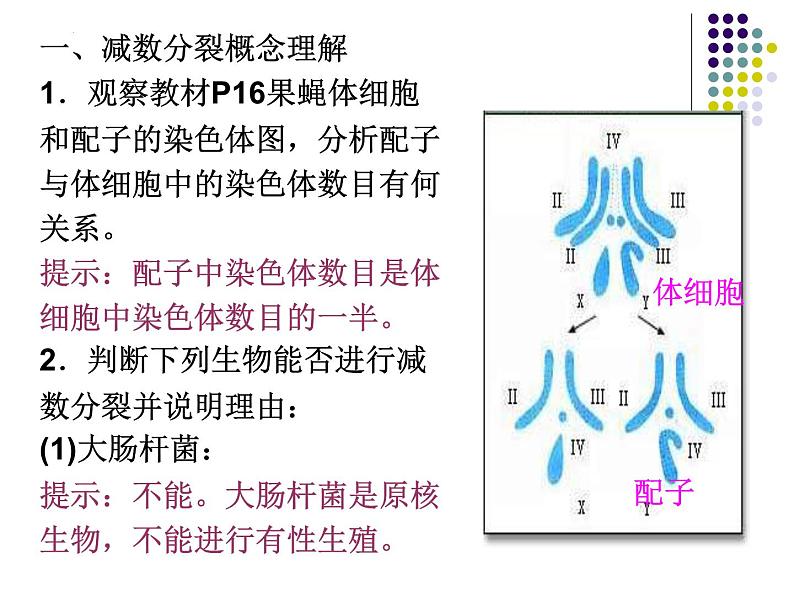 2.1 减数分裂和受精作用课件PPT第5页