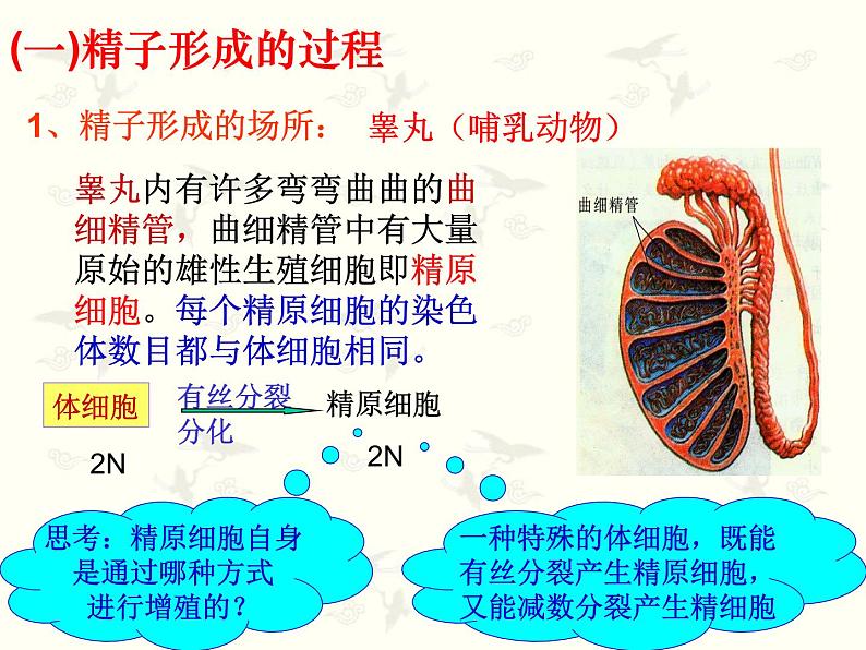 2.1 减数分裂和受精作用课件PPT第8页