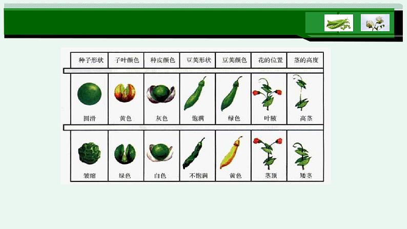 1.2孟德尔的豌豆杂交实验(二)课件PPT05