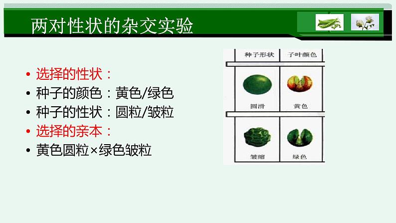 1.2孟德尔的豌豆杂交实验(二)课件PPT07