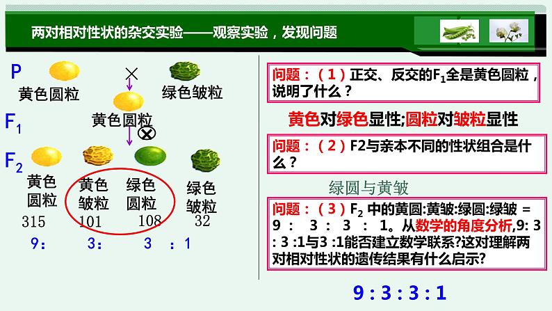 1.2孟德尔的豌豆杂交实验(二)课件PPT08