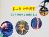 2.1+神经调节的结构基础-【探究课堂】2023-2024学年高二生物上学期同步优质课件（人教版2019选择性必修1）