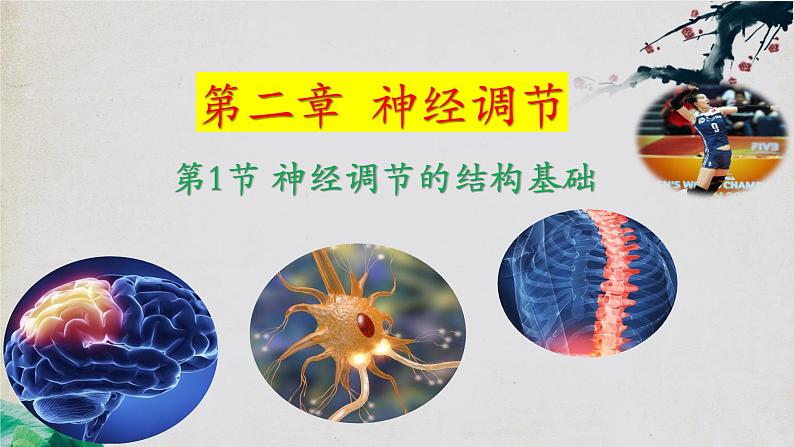 2.1+神经调节的结构基础-【探究课堂】2023-2024学年高二生物上学期同步优质课件（人教版2019选择性必修1）第1页