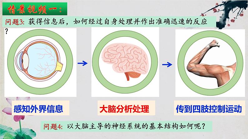 2.1+神经调节的结构基础-【探究课堂】2023-2024学年高二生物上学期同步优质课件（人教版2019选择性必修1）第7页