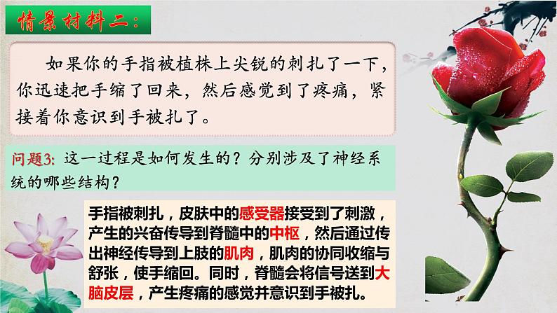 2.2+神经调节的基本方式-【探究课堂】2023-2024学年高二生物上学期同步优质课件（人教版2019选择性必修1）第5页