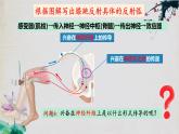 2.3+神经冲动的产生和传导（第一课时）-【探究课堂】2023-2024学年高二生物上学期同步优质课件（人教版2019选择性必修1）