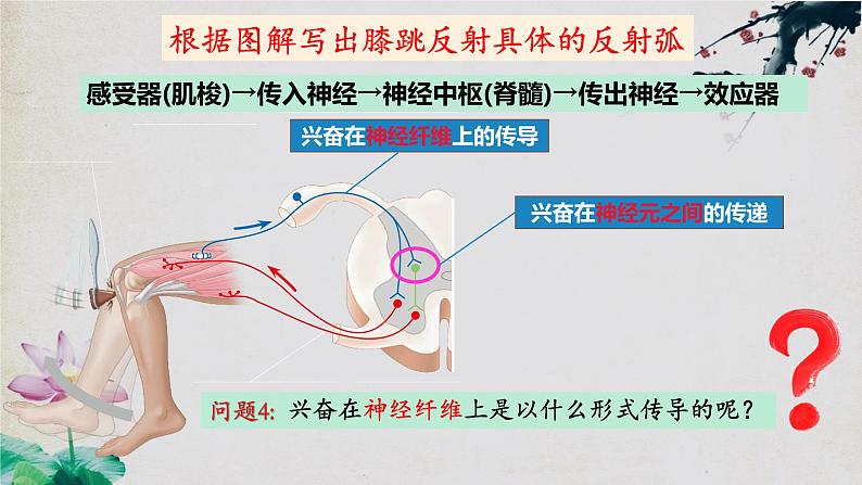 2.3+神经冲动的产生和传导（第一课时）-【探究课堂】2023-2024学年高二生物上学期同步优质课件（人教版2019选择性必修1）第5页