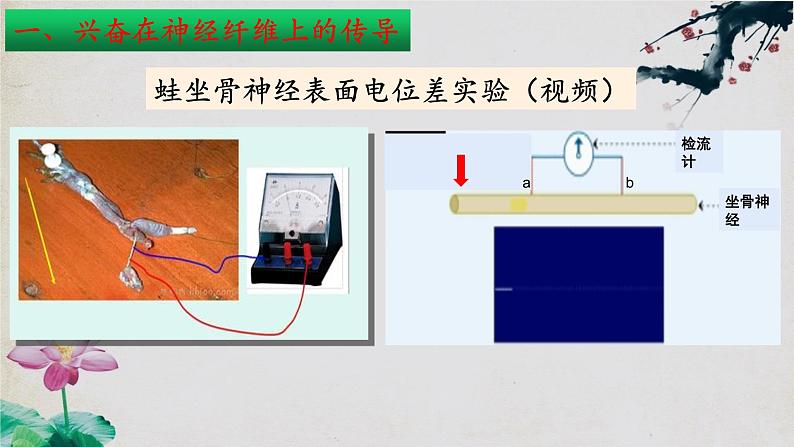 2.3+神经冲动的产生和传导（第一课时）-【探究课堂】2023-2024学年高二生物上学期同步优质课件（人教版2019选择性必修1）第8页