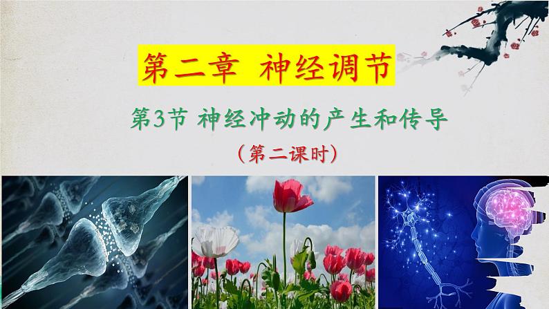 2.3+神经冲动的产生和传导（第二课时）-【探究课堂】2023-2024学年高二生物上学期同步优质课件（人教版2019选择性必修1）第1页